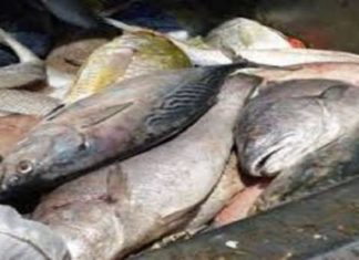 طبرقة: يُخرجون أسماكا فاسدة من مصب الفضلات ويُعيدون ترويجها