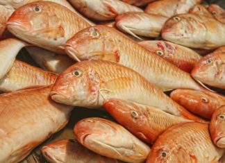 عميد بالشرطة البلدية: صبغ ”التريليا” بمواد كيمياوية والكاكي حدث ولا حرج