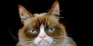 قطة تسجن صاحبتها لمدة يومين في المطبخ: تفاصيل الواقعة…