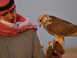 ﺗﻄﺎﻭﻳﻦ: ﺣﺠﺰ 3 ﺻﻘﻮﺭ ﻳﺴﺘﻌﻤﻠﻬﺎ ﺍﻟﺨﻠﻴﺠﻴﻴﻦ ﻓﻲ ﺻﻴﺪ ﺍﻟﺤﺒﺎﺭﺓ