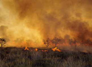 توزر: حريقان بواحتين يأتيان على 145 شجرة نخيل