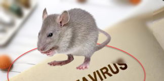 تسبّب في وفاة شخص وأثار المخاوف..ما علاقة فيروس “هانتا” الذي ظهر اليوم في الصين بكورونا ؟