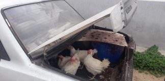 صور:من طرائف الحجر الصحي: دجاج متنقل..يحول سيارته إلى مسلخ ويتجول لذبح وبيع الدجاج
