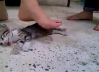 أثار ضجة على الفايسبوك.. القصة الكاملة لفيديو “تعذيب القطة”