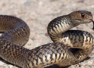 حمام الأنف: الحماية المدنية تضبط ثعبانا داخل قناة للصرف الصحي بأحد البيوت