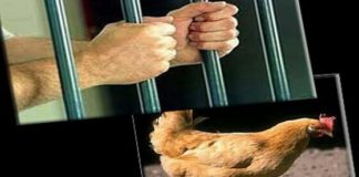 سرقة 7 دجاجات.. التحقيق مع معتمد نابل ورئيسة البلدية.. التفاصيل
