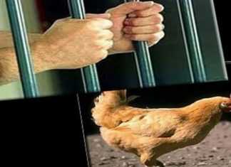 سرقة 7 دجاجات.. التحقيق مع معتمد نابل ورئيسة البلدية.. التفاصيل