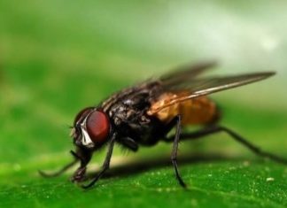 الصحة العالمية تحسم بخصوص نقل الذباب عدوى كورونا للإنسان