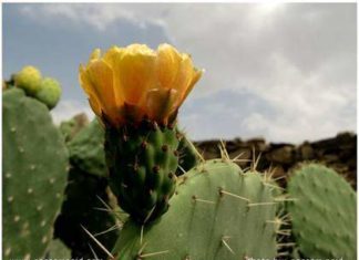 ينتقم من زوجته بوضع أشواك “الهندي” في ملابسها وتدخل طبي لإزالتها