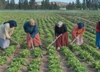 القيروان: امرأة فاجأها المخاض وهي بصدد جني الطماطم وتضع مولودها في الحقل..