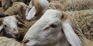 شركة اللحوم تنطلق في بيع أضاحي العيد .. وهذه الأسعار