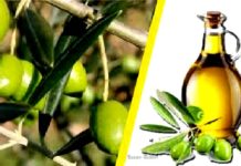 الثلاثي الأخير من 2025: تونس صدّرت 108 ألف طن من زيت الزيتون