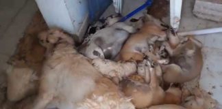 اقتلاع عيونها وتقطيع أوصالها وتهشيم رؤوسها بمطرقة: قتل كلاب بوحشيّة في جربة والتّمثيل بجثثها