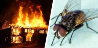 يفجّر منزله بسبب ذبابة