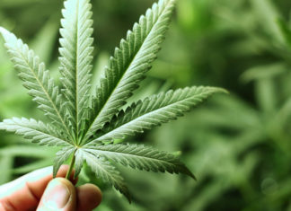 مادة في القنب الهندي تقدم “سلاحا آمنا” واعدا لمنع مضاعفات كورونا المميتة