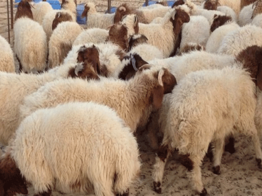 الكاف: انخفاض في عدد رؤوس الأضاحي وارتفاع في الأسعار في الأسواق