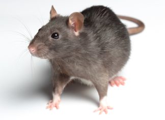 جرذ يقطع التيار الكهربائي على كامل مدينة الحمامات