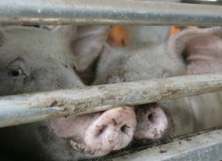 وباء حمى الخنازير يظهر من جديد