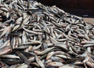 اكتشاف فيروس جديد يصيب الأسماك