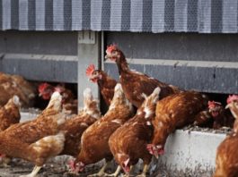 إعدام 190 ألف دجاجة في هولندا