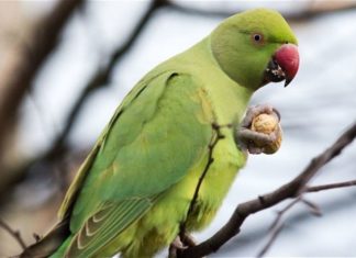 ببغاء ينقذ صاحبه من حريق في المنزل