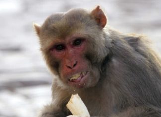 علماء يضيفون جينات بشرية لجنين قرد بهدف إنشاء دماغ أكثر ذكاء