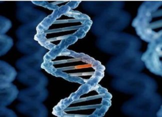 اكتشاف طفرة جينية فريدة تحمي من أمراض قد تهدد الحياة