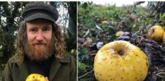 صدفة تقود للعثور على نوع غريب وجديد من التفاح