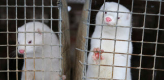 بسبب كورونا.. الدنمارك تخطط للقضاء على جميع حيوانات المنك