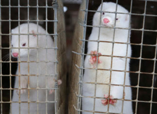 بسبب كورونا.. الدنمارك تخطط للقضاء على جميع حيوانات المنك