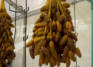 منتجو التمور: الحملة الوطنية للبيع المباشر بالعاصمة فتحت لنا الأبواب