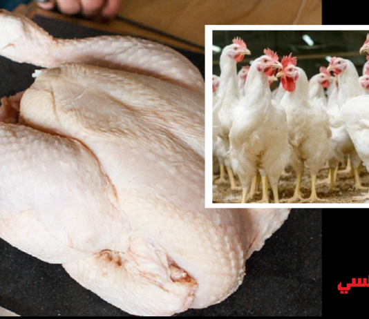 قفصة: احتجاج بائعي الدجاج الجاهز