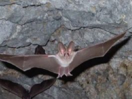 فيروس “نيباه” وباء جديد تنقله الخفافيش: معدل وفياته تصل لـ75% (فيديو)