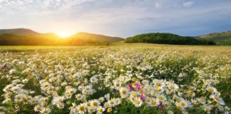 اليوم دخول فصل الربيع