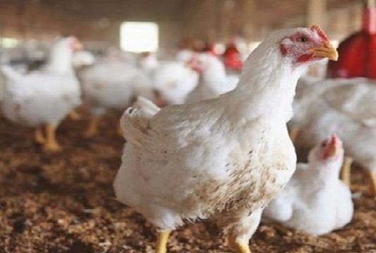 المهدية: نفوق 80% من الدواجن بسبب الحرّ وانقطاع للكهرباء