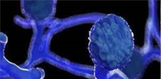 تسجيل حالات بهذا المرض قبل ظهور كورونا في تونس: نسبة الوفاة بالفطر الأسود تتجاوز 70% لكنه غير معدي