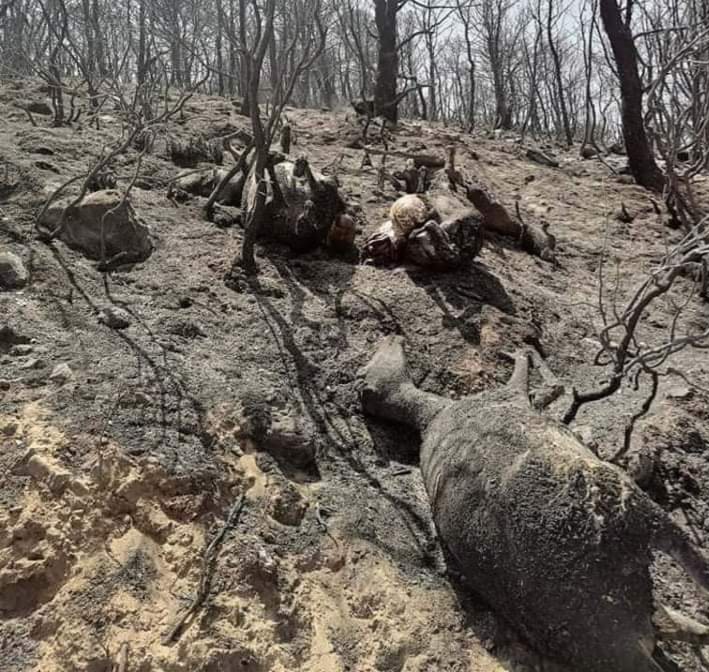 FB_IMG_1627499828772