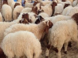 سعر الأضاحي بلغ 1100 د.. تراجع في الاسعار خلال اليومين الأخيرين