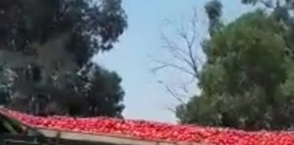 مشاهد صادمة من امام احد مصانع الطماطم في تونس(فيديو)