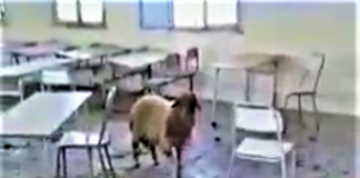 بالفيديو : “كبش” في أحد الأقسام بمعهد أحمد نورالدين بسوسة !