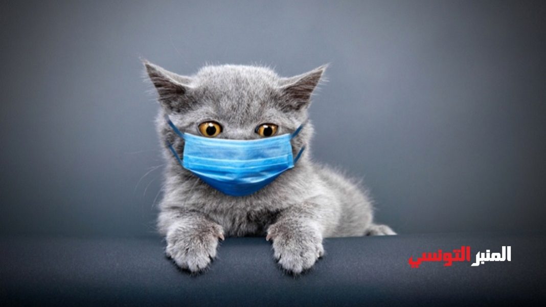 هل تكون القطط أملا في إيجاد علاج واعد ضد فيروس كورونا-03