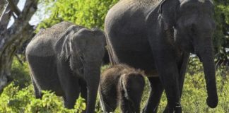 سريلانكا “تنصف” الفيلة وتحميها بقوانين “غريبة”