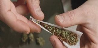 بريطانيا تختبر ”القنب الهندي” على مرضى السرطان