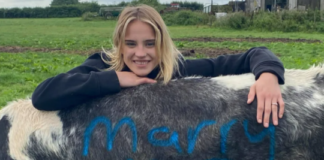 يعرض الزواج على صديقته مستعينا ببقرتين