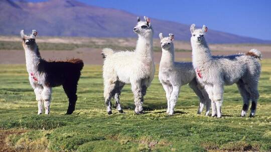 6125eff14236043cbb1aa6bc