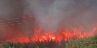 رئيس مصلحة حماية الغابات يكشف سبب الحرائق