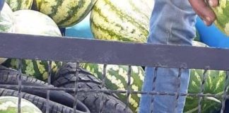 يهرّب العجلات المطاطية تحت كمية من ”الدلاع”