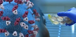 “بوكا” أول كلب يكشف الإصابة بكوفيد-19 في فرنسا