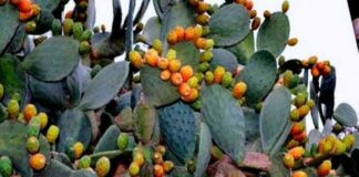 اهتمام ألماني فرنسي هولندي بـ ”الهندي” التونسي