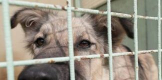 كلاب ضالة “تدخن” الهيروين